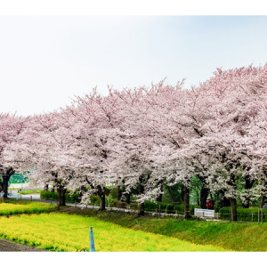 【東京都】「2024町田さくらまつりウィーク」開催！メイン各会場では飲食やステージを展開