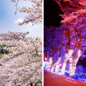 関東屈指！2,500本の桜を楽しめる「さがみ湖桜まつり」3月16日より開催！遊園地ならではの「絶景お花見アトラクション」で非日常体験