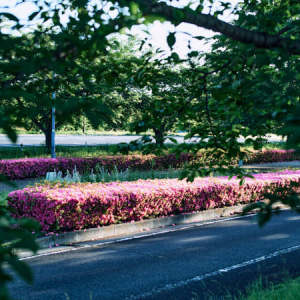 【茨城県古河市】朝日の降り注ぐ古河公方公園へ。開館時間は「日の出から日の入りまで」