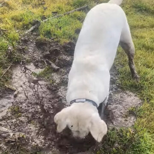 一心不乱に泥遊びをする犬。ひたすら穴掘りをしていますが・・顔を上げたらもちろん！！【アメリカ・動画】