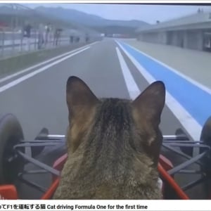 【衝撃】F1に猫を乗せて走らせた動画が67万再生突破！ 初めてF1を運転する猫→ 衝撃の結末