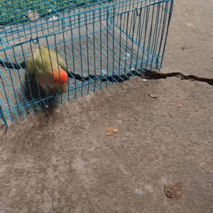 外にあるボールで遊びたいインコ。自分でケージを開けて見事にゲット！！【海外・動画】