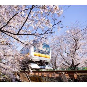 【神奈川県川崎市】多摩区の桜スポット・お花見イベント・桜スイーツ特集！春のお出かけを楽しもう