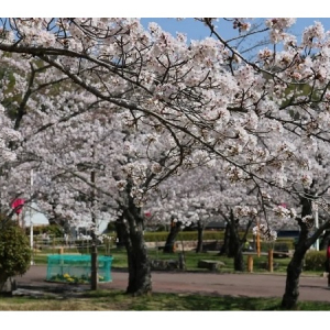 【大阪府高槻市】「摂津峡さくら祭り」で夜桜も楽しもう！未公開の収蔵品が展示される企画展にも注目