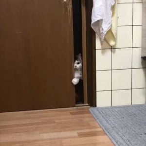 自分で戸を開けるも、入ってくるのを一瞬ためらう猫がかわいすぎる！「何かを見てしまったのかにゃ」