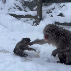 地獄谷野猿公苑で雪が降る中、温泉につかる野生のサルたち。ほっこりする光景に「美しい」「カワイイ」の声