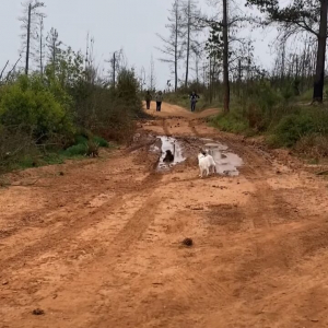 泥遊びを満喫する犬たち。道路にできた水たまりに向かって一直線！！【海外・動画】