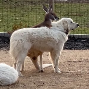 グレートピレニーズとカンガルーは大の仲良し！ぎゅっとハグしているカンガルーがかわいすぎる【アメリカ・動画】