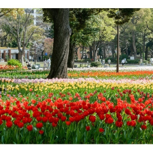 【神奈川県横浜市】「よこはま花と緑のスプリングフェア」開催＆花や緑のスポットを紹介する冊子を配布