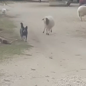 ヒツジと犬が追いかけっこ！追いかけるのはまさかの・・ヒツジの方！？【海外・動画】