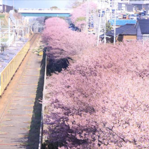 美しい桜と通りがかった電車という素敵な構図･･･しかしよく見ると“驚くべきシーン”が写っていた！