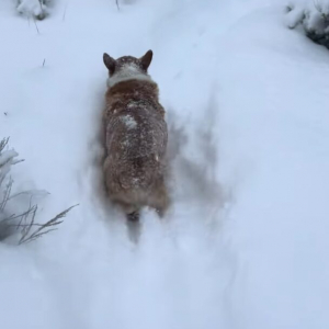 飼い主さんのかまってアピールにイラっ？雪道を進むコーギーに背後から雪をかけた結果・・【アメリカ・動画】