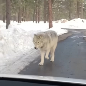 雪も積もる山道を車でドライブしていたら・・、『ある野生動物』が接近して来ましたよ！！【アメリカ・動画】