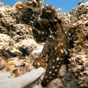デートのお誘い？タコがダイバーの指先をつかむと・・サンゴ礁の周りを遊泳開始！！【海外・動画】