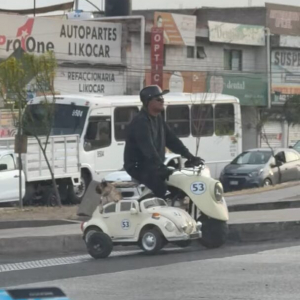 パグのツーリング！？バイクのサイドカーに乗る姿に「これはクール！」「愛らしい同伴者」の声【海外・動画】