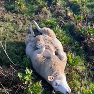 ヒツジがあおむけにゴロリ！？ほのぼのとする光景と思ったら・・見かけたら要注意なワンシーン！？【海外・動画】