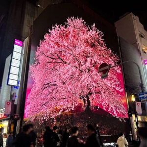 【大阪府大阪市】宗右衛門町にあるサイネージのフルラッピングビルで、桜のPR映像を放映中！