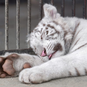ぐっすり眠るホワイトタイガー。舌をしまい忘れているのがかわいすぎる！「遊び疲れてくったり」「大きい猫・・・」
