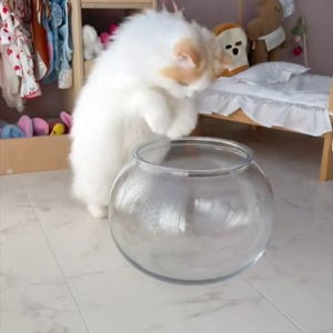 猫が液体になる瞬間を激写した映像が話題に！「この容器におさまるなんて」「中で余裕そうに動けてるのもすごい」
