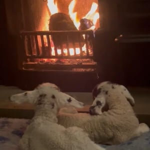 暖炉の前でぬくぬく。暖を取るヒツジの赤ちゃんたちがかわいすぎる！！【海外・動画】