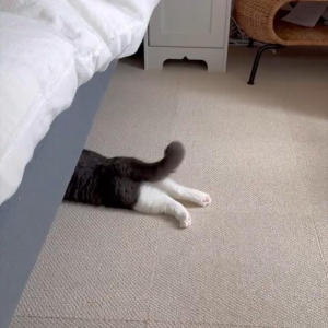 頭隠して尻隠さず。ベッドの下に身を隠しているつもりの猫に「何かいたのかな？」「ご機嫌なシッポ」