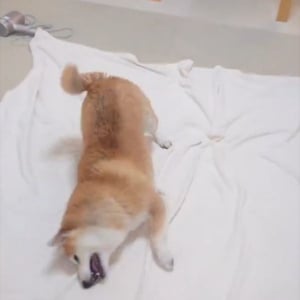 柴犬がシャンプー後に自分で体を拭いている！？その姿に「すりすりがかわいすぎる」「シャチホコみたい」