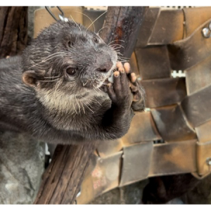 【兵庫県】神戸の水族館「アトア」、カワウソの生態や現状を解説する新プログラム開始！参加無料