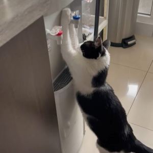 水を飲むのが上手すぎる猫。ウォーターサーバーから水を直飲み！？【海外・動画】