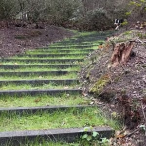 ボーダーコリーがくわえてきたのは・・！飼い主さんを感激させた行動に「尊い」「彼は本物のロミオ」の声【海外・動画】