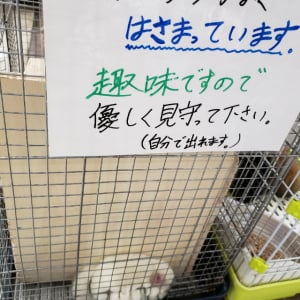 「趣味ですので見守って下さい」張り紙に書かれた通り、見事にはさまっているチンチラ。その姿がかわいすぎる！！【日本国内・写真】