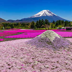 富士本栖湖リゾートの芝桜がいま満開！ 富士芝桜まつり＋ピーターラビット イングリッシュガーデンで感動絶景＆絶品グルメを体感しよう！