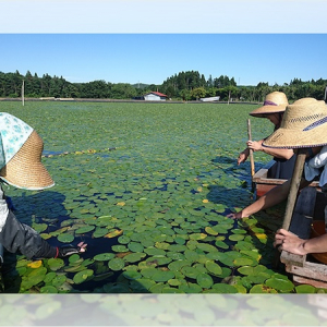 【秋田県三種町】専用の小舟を使った「じゅんさい」摘み採り体験の申し込みを受付中！県内外から参加OK