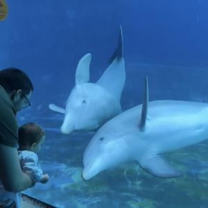 赤ちゃんに夢中になったイルカたち。見つめ合ったり真似っこしたり・・尊すぎる！！【海外・動画】