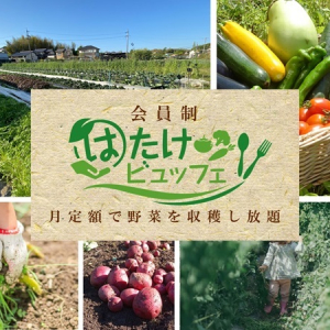 【埼玉県・愛知県】野菜を好きな分だけ収穫できるサブスク「はたけビュッフェ」が埼玉＆愛知でオープン！