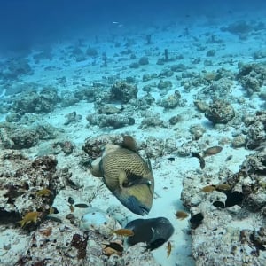 タコVSゴマモンガラ！？タコスミにたじろがない魚・・その白熱の戦いの行方は【海外・動画】