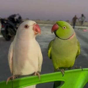 インコたちのデートスポットは椅子の上。背もたれに一緒に乗ってイチャイチャが止まらない！！