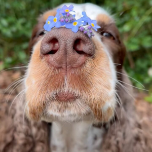 お鼻にお花。勿忘草を鼻に乗せてじっと動かない犬がかわいすぎる！！【海外・動画】