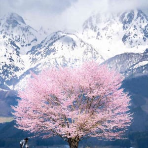 雪山を背景に咲き誇る一本桜。その光景が奇跡のようだと話題に「絵に書いたように綺麗」「奇跡的な体験ですね」