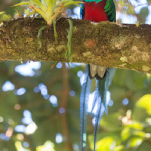 オスは繁殖期に長い尾羽が生える！世界で最も美しい鳥「ケツァール」