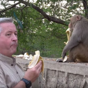 お前が食べるんかい(笑) 好物のバナナをめぐる、目ざとくて欲張りなサルの行動が面白い！