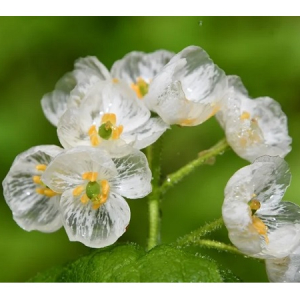 【岐阜県高山市】平湯キャンプ場のサンカヨウ＆ニリンソウの花が見頃に！地元作家の木彫り作品展示も