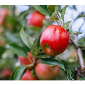 皮ごと食べられる小ぶりサイズのNZ産「JAZZりんご」、全国のスーパーで期間限定販売！