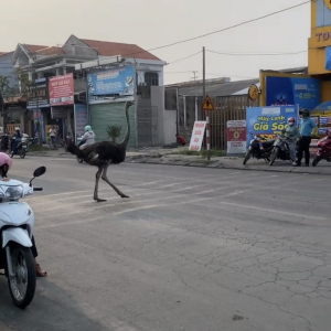 こんなところになぜ？バイクにまじってベトナムの道路を走っていくのは・・【海外・動画】