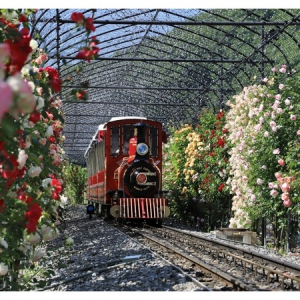 【滋賀県米原市】約400種類のバラが咲き誇る！観光庭園・ローザンベリー多和田にバラのシーズン到来