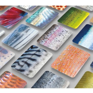 魚の色・模様でどの魚かを当てる「さかなかるた」が「iFデザインアワード2024」を受賞
