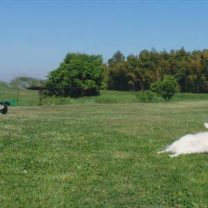 ドッグランを思い思いに満喫する愛犬たち。個性があらわれるその光景が話題に！