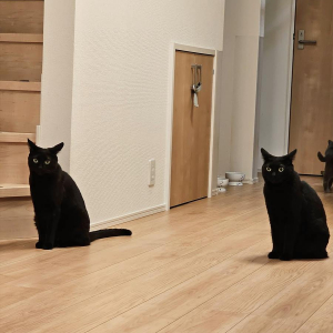 「コピペ・・・かな？」黒猫が分身しているような光景が話題に！