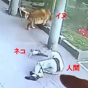 【びっくり動画】空から降ってきた猫が靴を履いた犬を散歩中の男にぶつかって靴を履いた犬が猫を叱る動画