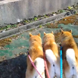 そろってジャンプする息がぴったりの柴犬たちが話題に「かわいいプリケツ3つ」「これは間違いなくケルベロス」