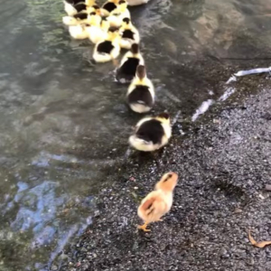 君！泳げたんだね！？泳ぐアヒルの親子の中に一羽だけ紛れ込むかわいい子が！